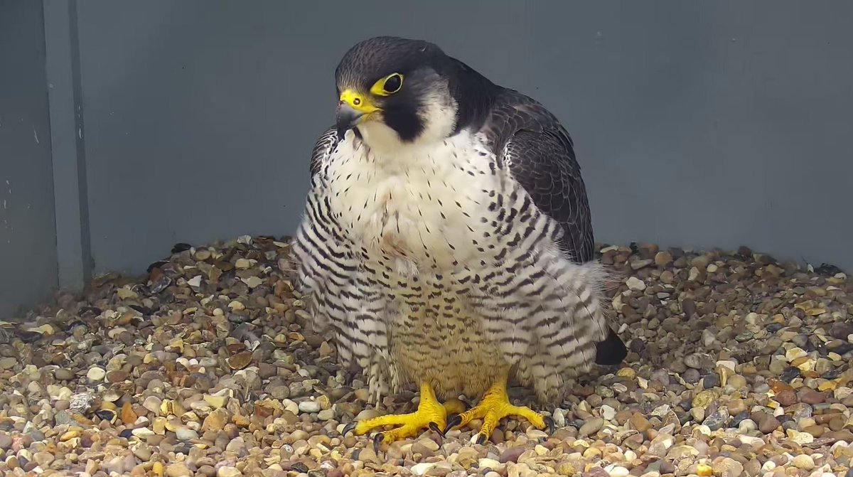 Cromer Peregrine Project tweet media