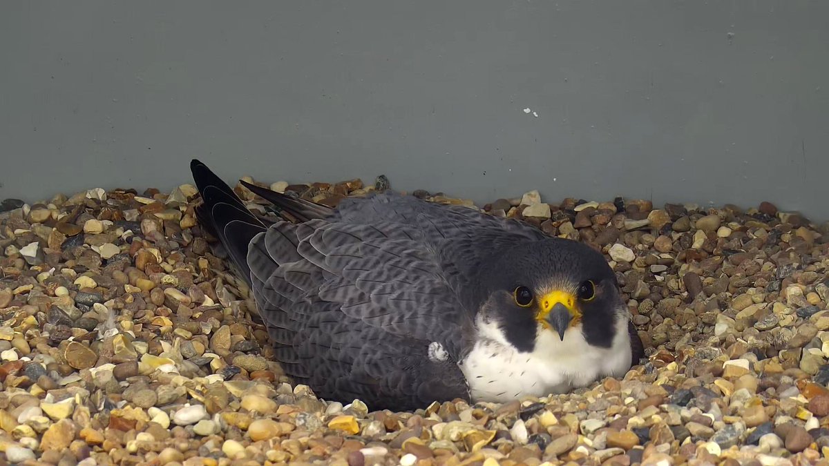 Cromer Peregrine Project tweet media