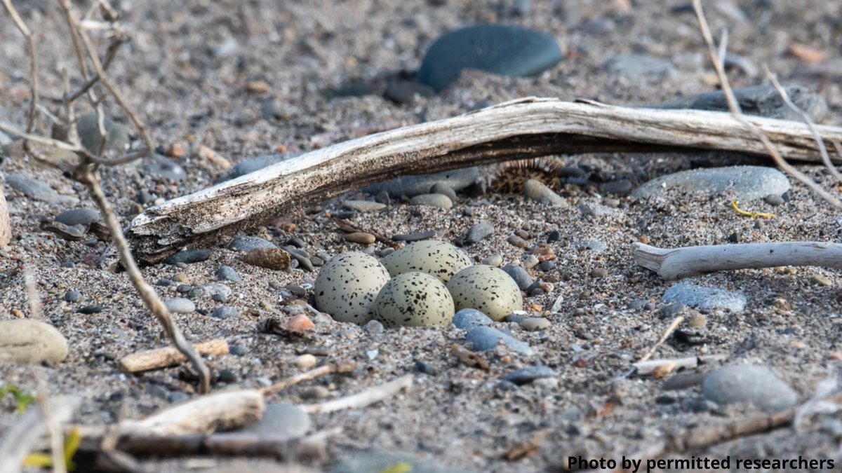 ontarioplovers's tweet photo. Ontario currently has 10 Piping Plover eggs. Only 10!
Darlington Park and Wasaga Beach each have 4 egg nests, and Woodland Beach has a 2 egg nest. We need to help plover parents as much as possible. Give them space, follow beach rules, spread the word! 
https://t.co/U2EiyT5fHY https://t.co/LcIvUhkBQU