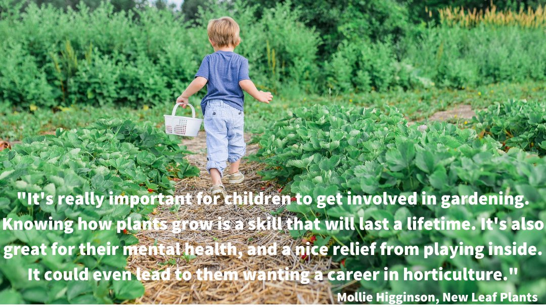 HTAnews's tweet photo. As part of National Children's Gardening Week, Mollie Higginson of New Leaf Plants, and our Council Rep for West Midlands, explains perfectly why it is so important to get children out and into the garden ๐ฑ
Head to https://t.co/hiRN32CHG9 to get involved! #NGCW https://t.co/XvPNPhyOEh