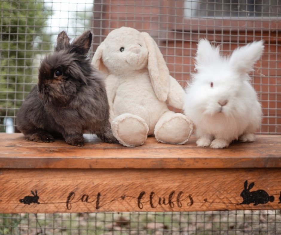 This week, we are putting the spotlight on <a href="/FatFluffs/">Fat Fluffs Rabbit Rescue</a> - a West Midlands-based #rabbitrescue centre who recuperate unwanted #rabbits before rehoming them.

Find out more about how we are raising money for Fat Fluffs here ow.ly/lrPS50EXP1P #fundraiser #animalcharity