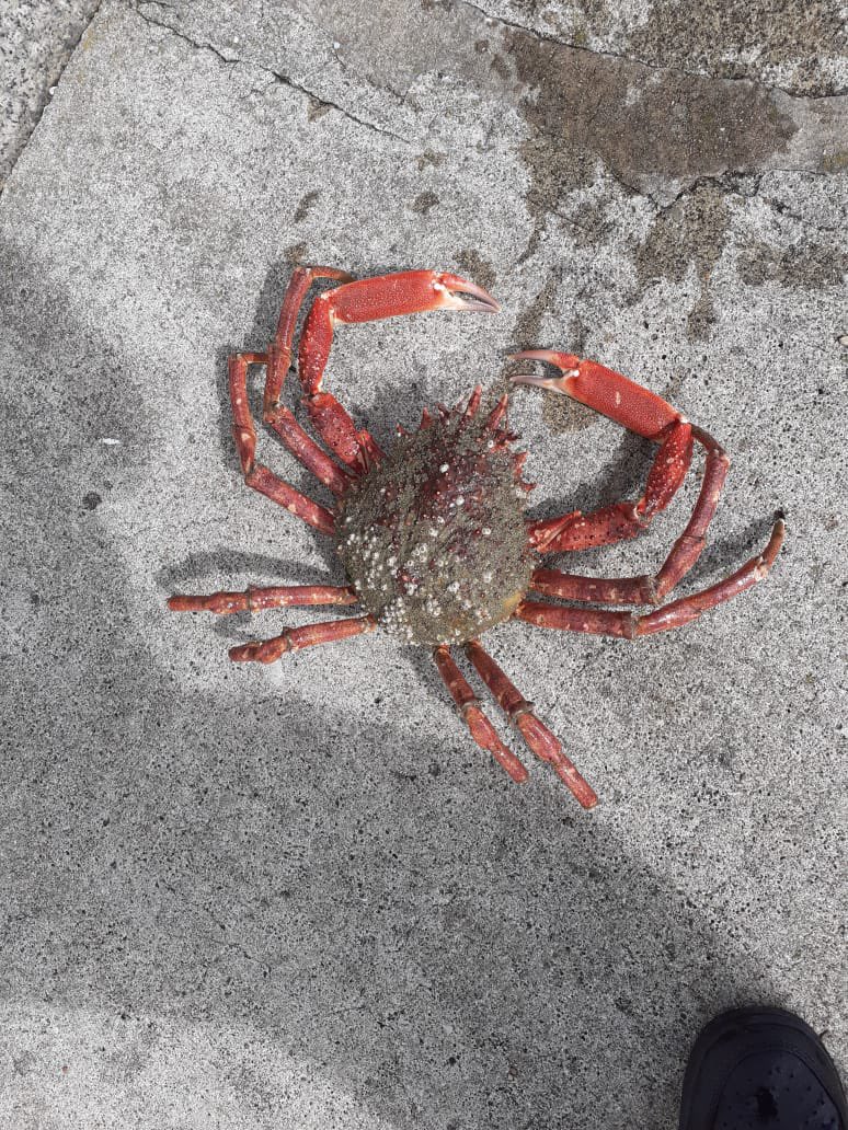 LazyDaysFishing's tweet photo. Spider crab season!!! The big ones are coming in!!! #ukfishing #spiderCrab #UkSpiderCrab #guernseyFishing #ukFishing #guernsey https://t.co/5lk3fWmAuS
