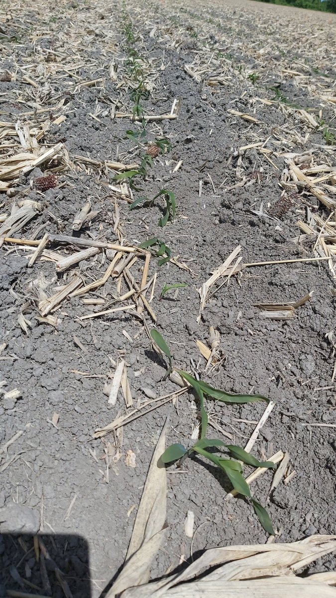 lhudson89's tweet photo. Some frost damage on corn near Alexandria. Growing point still ok. #checkyourfields https://t.co/KtkP5Nr67E
