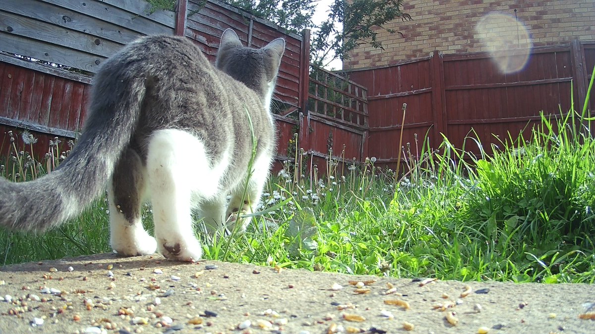 1OllieAndJames's tweet photo. Caught his bum-wiggle perfectly...flick between the 2 pics haha #CatsOfTwitter #bumwiggle #FridayVibes https://t.co/zsAX7h1FpT