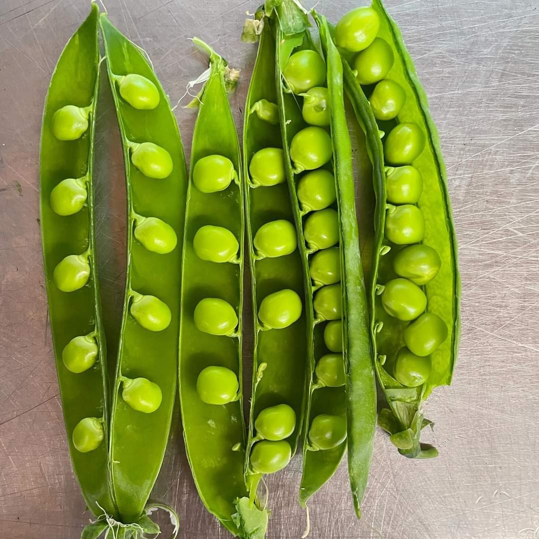 FallLineFarms's tweet photo. Fresh Peas, Ricotta, Handmade Candy, Garden Plants, and More! https://t.co/SqRyUuLmKp https://t.co/vtqs9B7ylz
