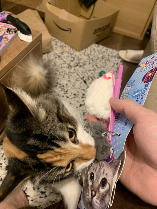 新しいおもちゃが気に入った様子 