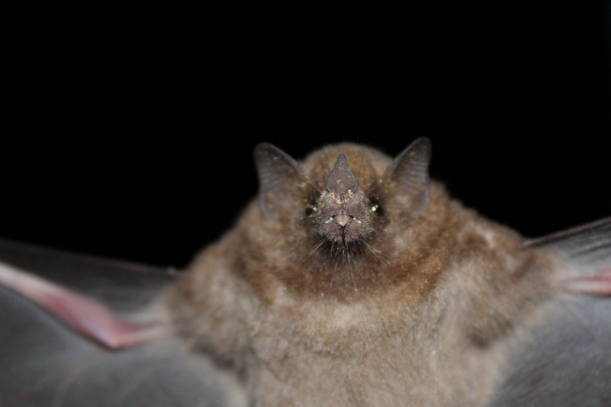 HomoZotz's tweet photo. ⅘ #WBTC2 #Con3 The diversity of 🦇 are signs of the health of the ecosystem that these communities protect. At the landscape level, this site represents an important example of connectivity between important ecological regions. Kids here 💚 #bats! https://t.co/gwF4UY6LHD