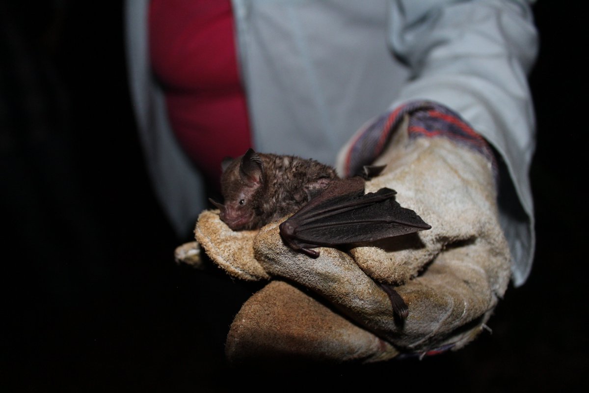 HomoZotz's tweet photo. ⅘ #WBTC2 #Con3 The diversity of 🦇 are signs of the health of the ecosystem that these communities protect. At the landscape level, this site represents an important example of connectivity between important ecological regions. Kids here 💚 #bats! https://t.co/gwF4UY6LHD