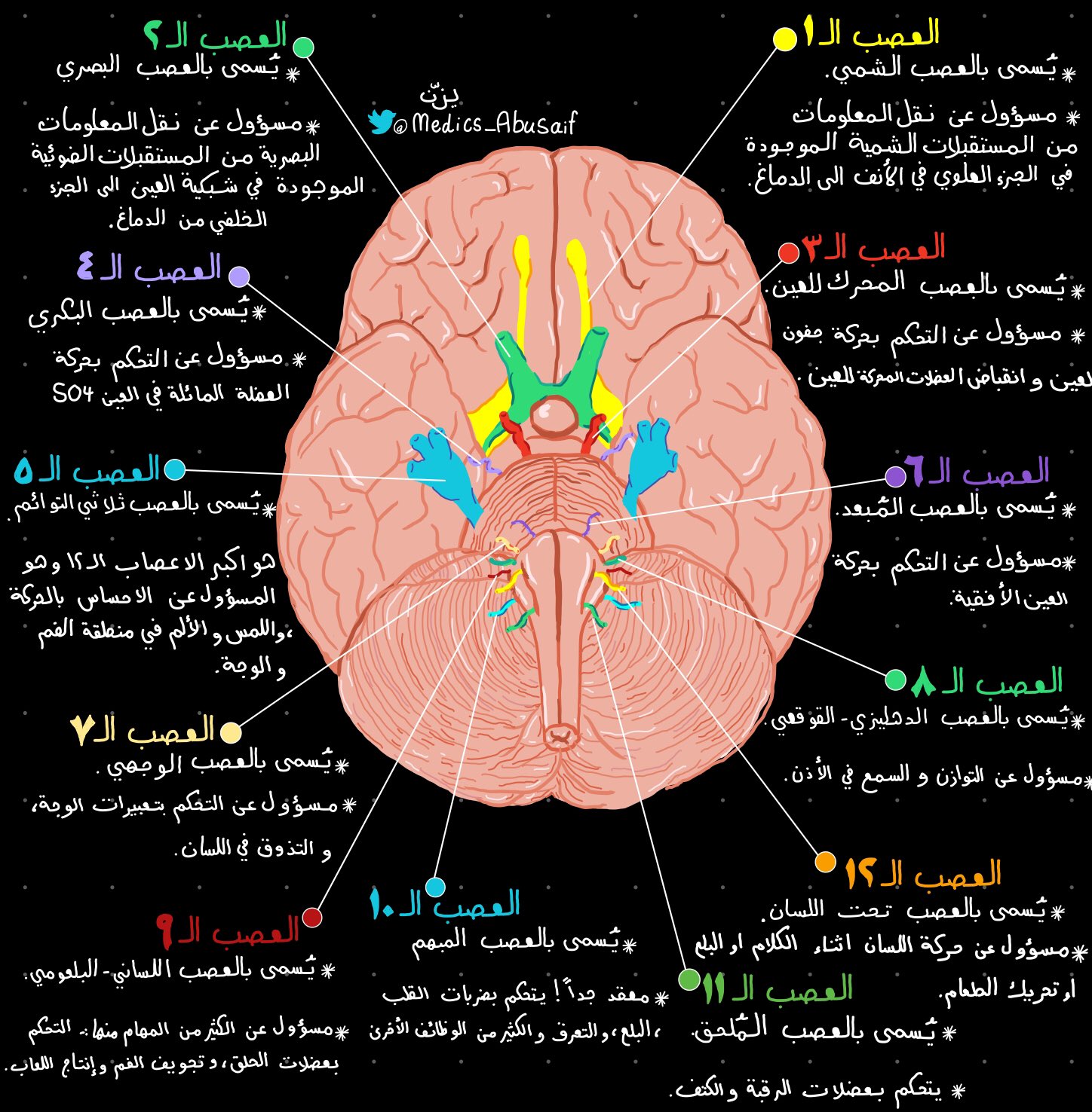 مهام الجزء الايمن من الدماغ