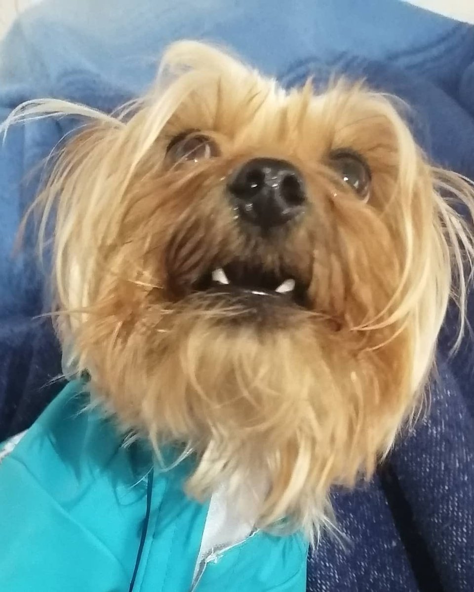 JRLCALIAZUL's tweet photo. No nos van a felicitar!! #Awitado https://t.co/bRgglYCvJQ