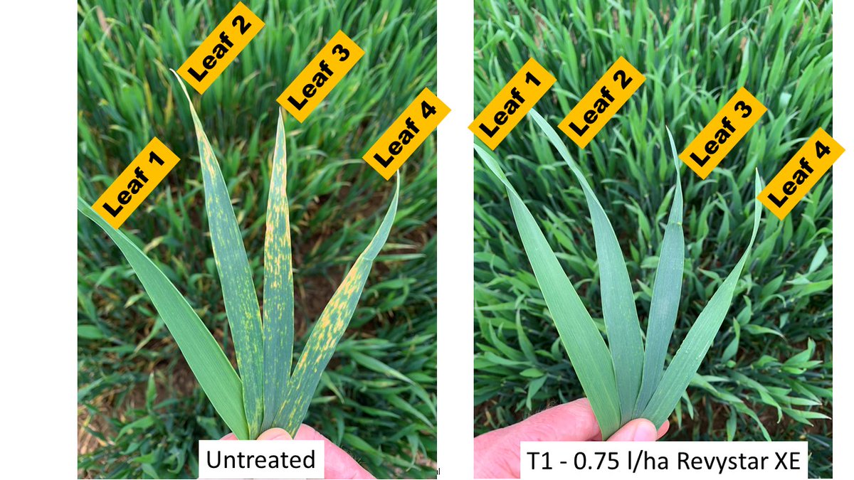 Jon Helliwell tweet media