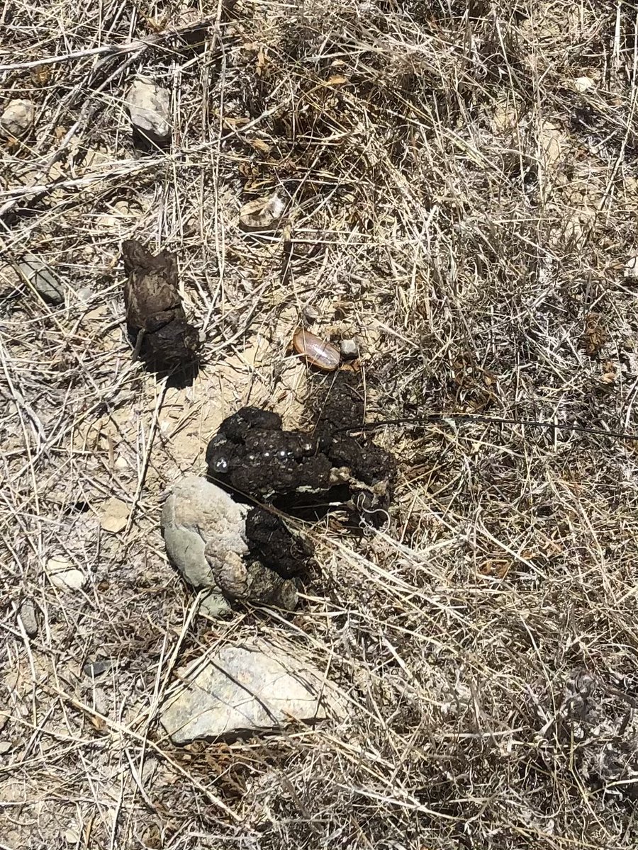 ScienceWithSav's tweet photo. Today’s #pooppost is courtesy not of Blunt-nosed Leopard Lizard, but a rattlesnake!
One day our telemetry tech tracked a lizard to a rattlesnake... then every time after that to a burrow... and then yesterday to a pile of snake poop under a shrub... 1/2 https://t.co/uGMpkzEnhF