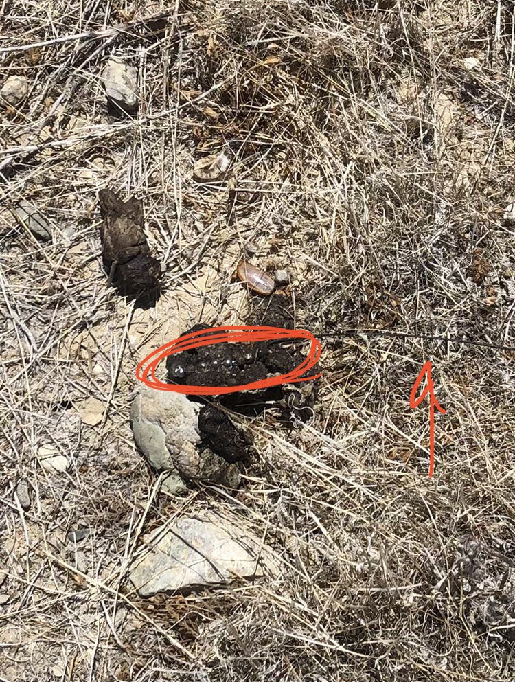 ScienceWithSav's tweet photo. Today’s #pooppost is courtesy not of Blunt-nosed Leopard Lizard, but a rattlesnake!
One day our telemetry tech tracked a lizard to a rattlesnake... then every time after that to a burrow... and then yesterday to a pile of snake poop under a shrub... 1/2 https://t.co/uGMpkzEnhF