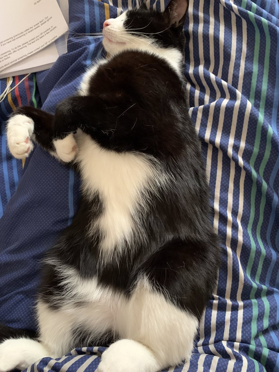 OxyMummy's tweet photo. Aziraphale is 2 today! He is the most Peter Pan of cats I have ever had. He kittens almost as hard at 2 as he did at 12 weeks! #CatsOfTwitter #Birthday #cats https://t.co/Si5wzEuSK7