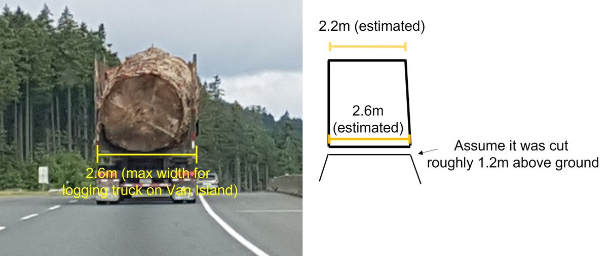 ira_sutherland's tweet photo. I doubt this behemoth is 'large enough' to warrant protection

Under the current regulation, a Sitka spruce must be 2.85m diameter at breast height (dbh) to warrant protection. 

I believe this tree is closer to 2.6m dbh (diagram below) https://t.co/Uk7CmcO0Wg