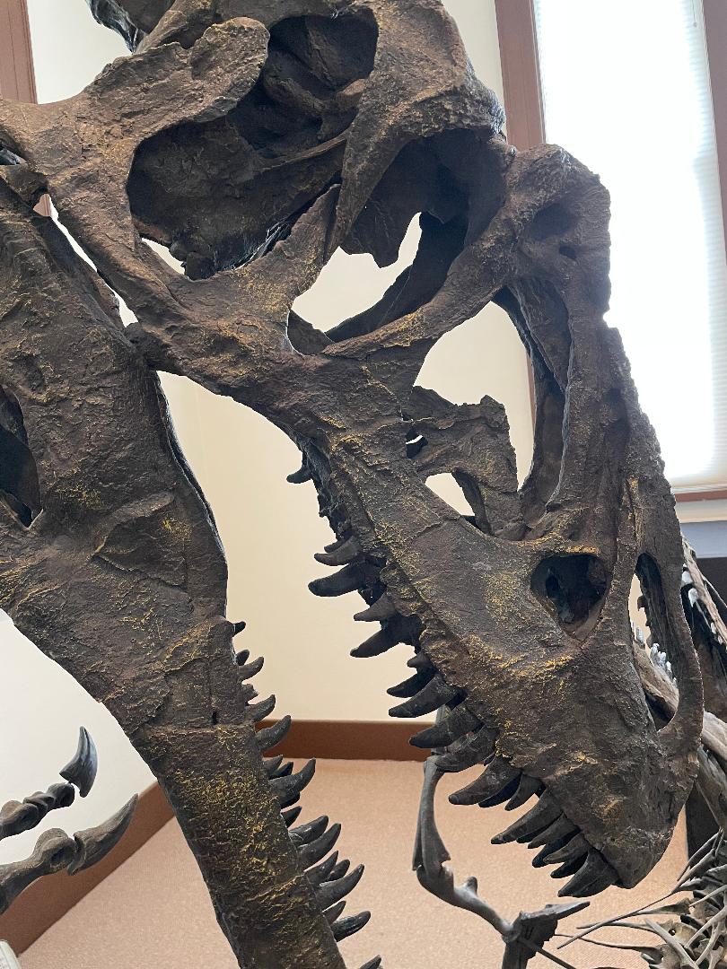 The new dinosaurs are being installed!