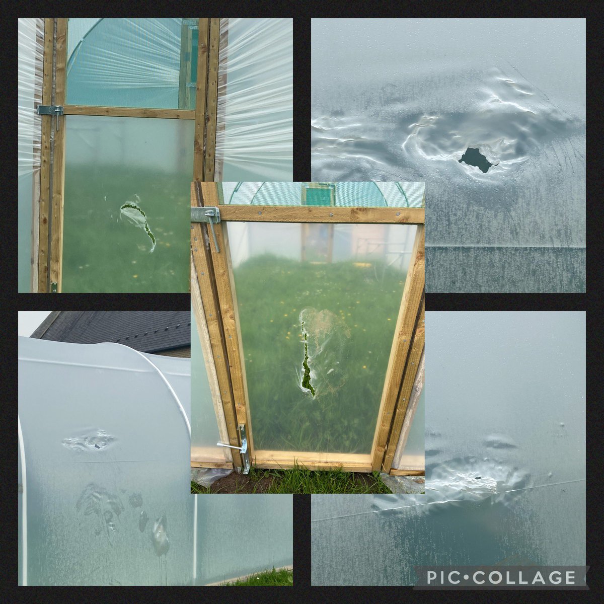 Stedwarddarwen's tweet photo. Our newly installed poly tunnel has been destroyed by vandals. CCTV has been given to the police. Our school community is  devastated 😥😥😥 @RCSalfordEd @WayneKoda @FirstTunnels @lancstelegraph @DarwenTidy @BBCLancashire @BBCCountryfile https://t.co/4qx31fqgvw
