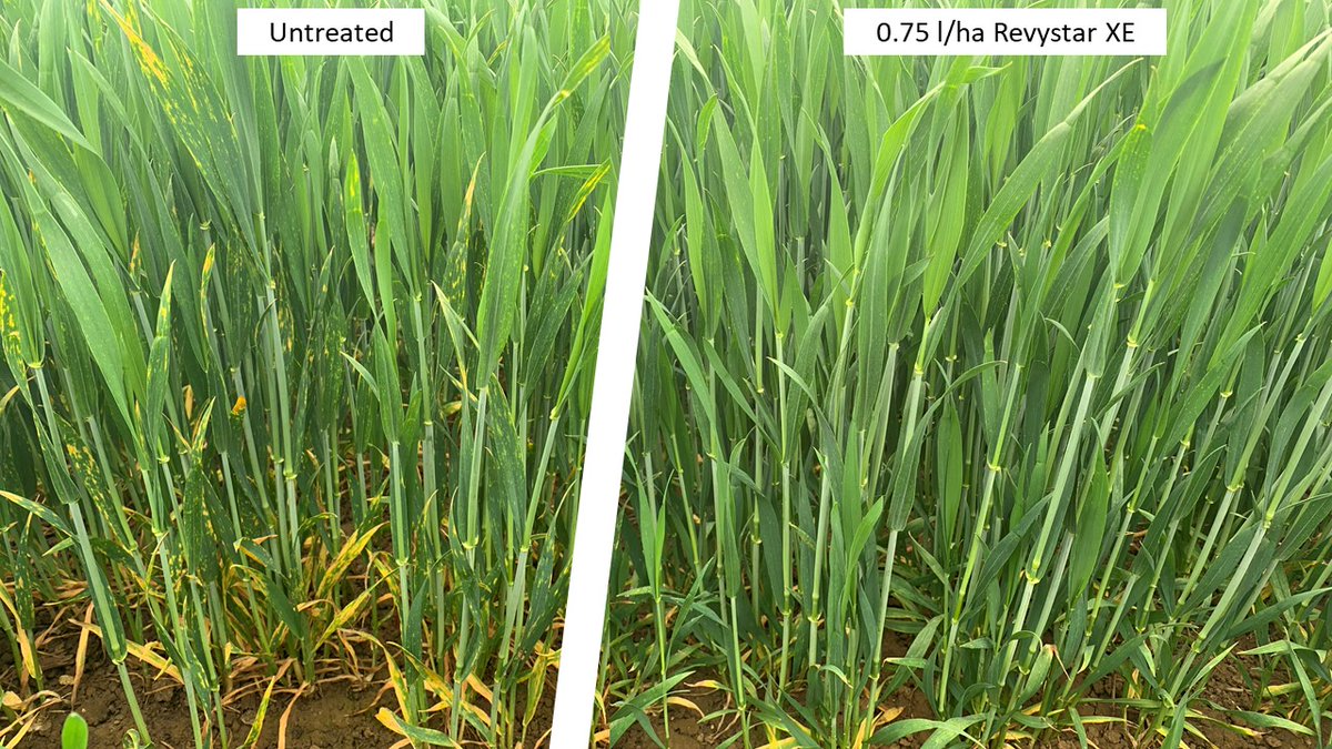 Jon Helliwell tweet media