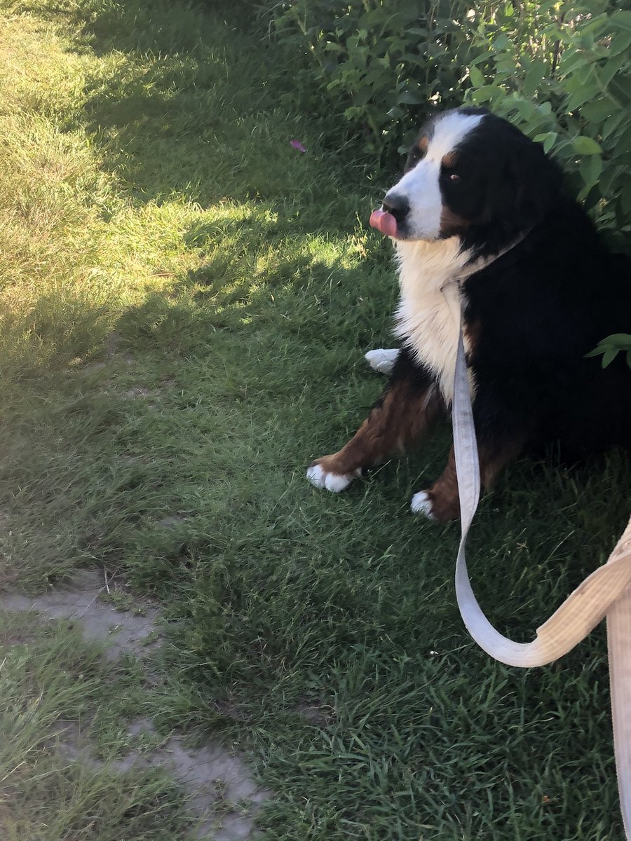 Dad met Felix, a 2 yr old #bernesemountaindog on the #cliffwalk in #newportri this morning. Very handsome fellow!!