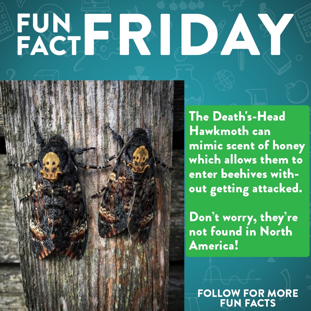 DrFactensteinGA's tweet photo. Fun Fact Friday!
Share this fun fact with your friends!
🦋
🐝
☠️
#Funfactfriday #Didyouknow #ididntknowthat #todayilearned #TIL #Heresafunfact #Funfactsdaily #coolinsects #coolbugs #insects #Moths #cleverinsects #themoreyouknow #deathsheadmoth #hawkmoth #whatisthisbug https://t.co/HSWgCOXM3Z