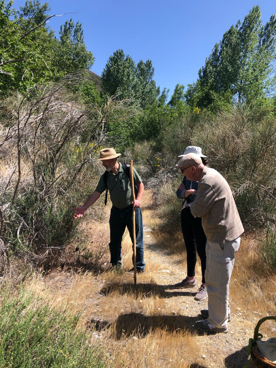 SoCalARocha's tweet photo. Part of celebrating creation is exploring all of the interesting plants and creatures God has made! While we make our way to our #ChurchInCreation site, we often stop to identify plants and reflect on their lessons. Here is a thread of some of the plants we encountered: https://t.co/bfn2eiivue