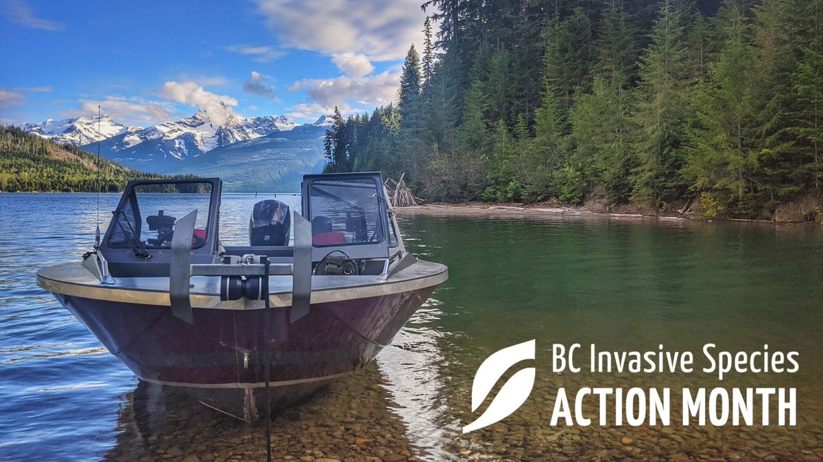 CleanMarineBC's tweet photo. Boats and other watercraft, including kayaks and canoes, easily carry invasive species from one body of water to another. Take action now to help stop the spread by practicing #CleanDrainDry. πΈ Brett Coombes
#BCinvasivesmonth #BCinvasives #BCboating
https://t.co/gdLa6Bh8Dv https://t.co/2lud3ATmj4