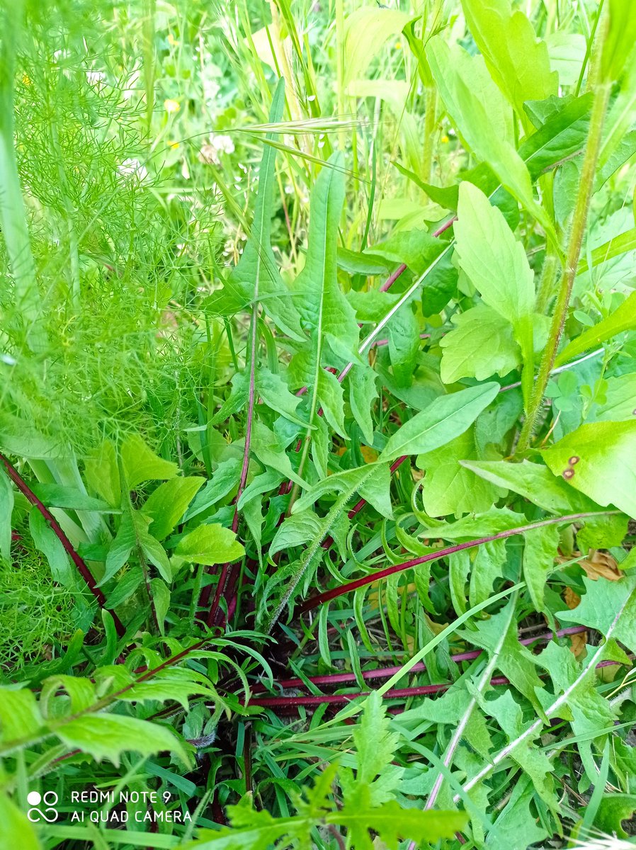 PiemonteDreams's tweet image. A fantastic &amp;amp; valuable day in the garden. I had a tour of my garden with a herbal wild flower local expert today. Lots of goodies found &amp;amp; confirmed. I'll process the information and share tomorrow. Best confirmation was the Artemisia, I can make Vermouth!😀💚 #herbs #wildflowers