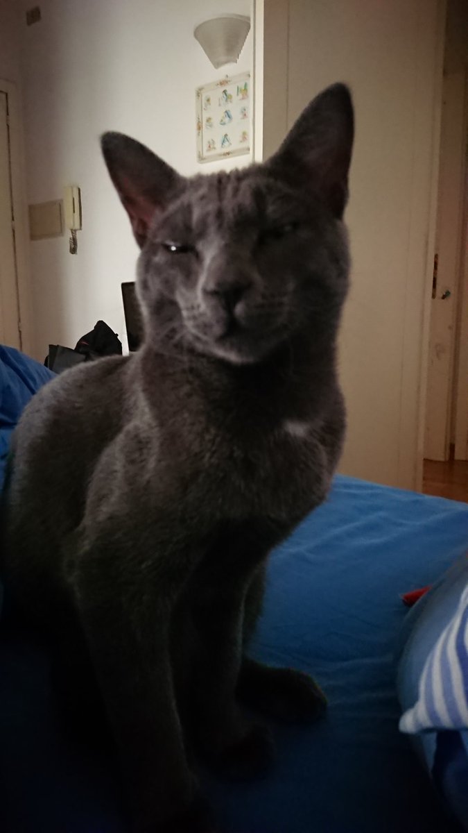 CmdrFgga's tweet photo. @Bodegacats_ @deenasabry https://t.co/LaDyGkAgsb
