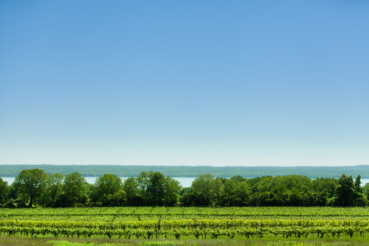 Seneca Lake Wine tweet media