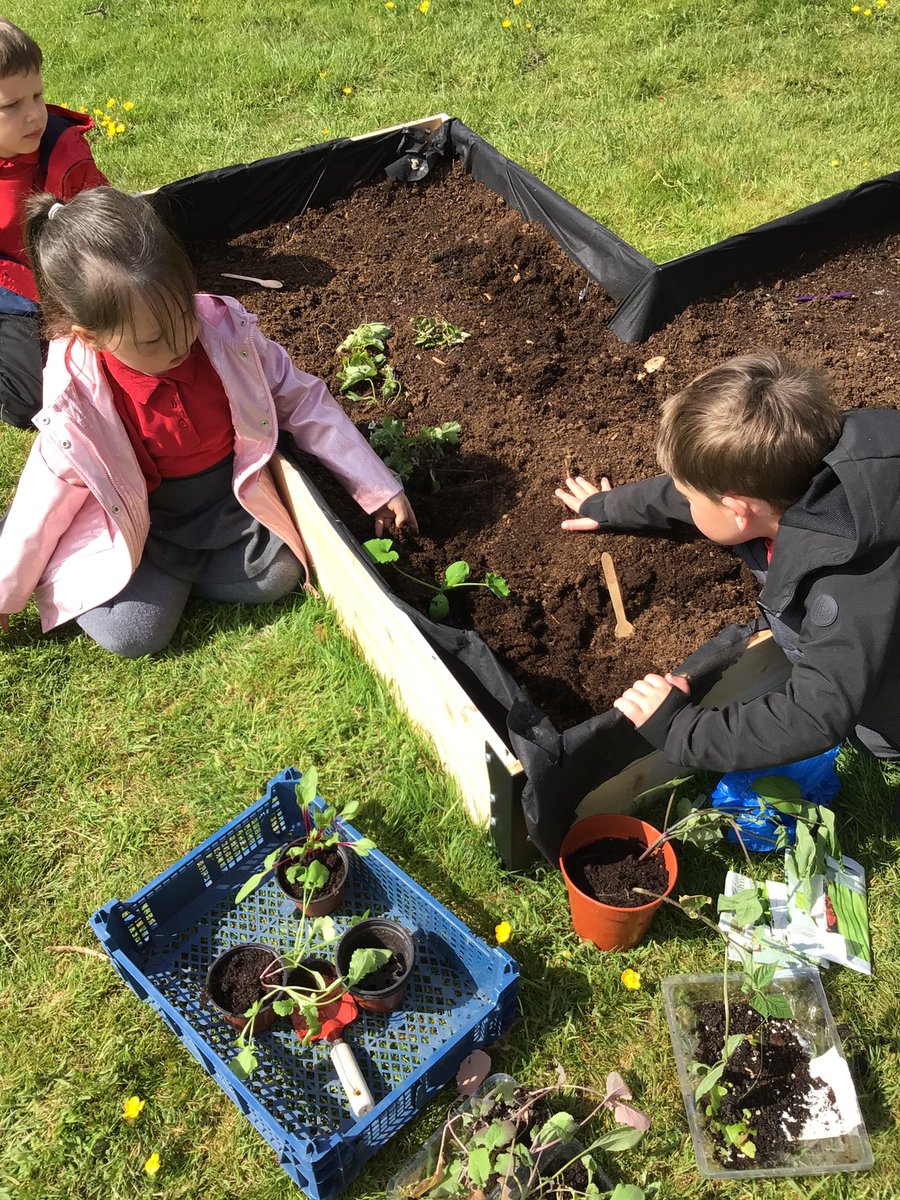 PontRichards's tweet photo. Today in Reception we have been planting seeds in our garden area. We know that seeds need soil, nutrients, water and sun to grow. We are so excited to watch the flowers grow 🌱🌷🌻🌞 #EYFS #flowers #gardening https://t.co/54ZPHKi3wv
