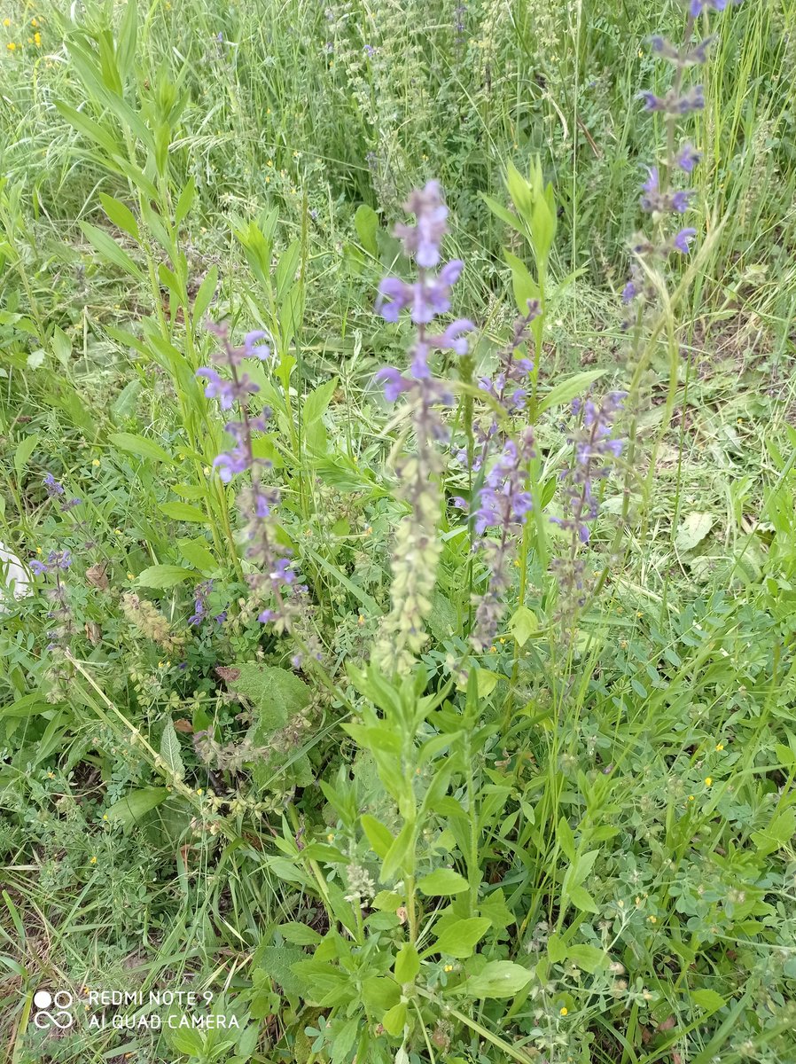 PiemonteDreams's tweet image. A fantastic &amp;amp; valuable day in the garden. I had a tour of my garden with a herbal wild flower local expert today. Lots of goodies found &amp;amp; confirmed. I'll process the information and share tomorrow. Best confirmation was the Artemisia, I can make Vermouth!😀💚 #herbs #wildflowers