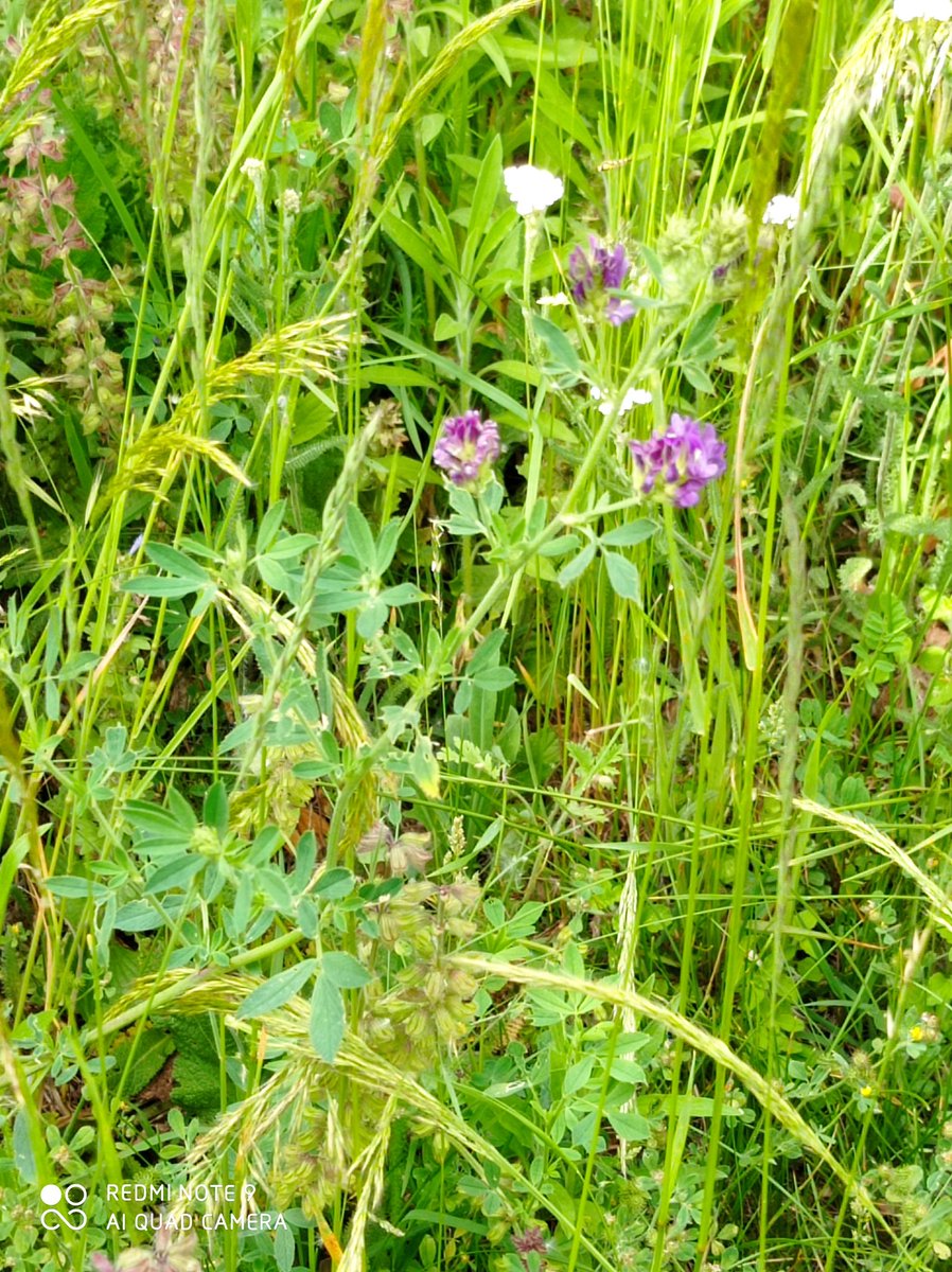 PiemonteDreams's tweet image. A fantastic &amp;amp; valuable day in the garden. I had a tour of my garden with a herbal wild flower local expert today. Lots of goodies found &amp;amp; confirmed. I'll process the information and share tomorrow. Best confirmation was the Artemisia, I can make Vermouth!😀💚 #herbs #wildflowers