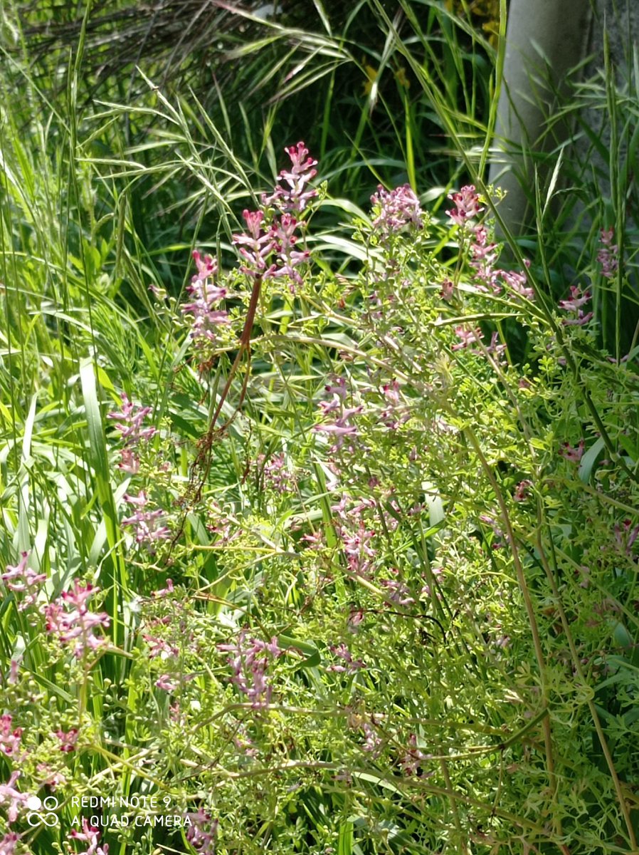 PiemonteDreams's tweet image. A fantastic &amp;amp; valuable day in the garden. I had a tour of my garden with a herbal wild flower local expert today. Lots of goodies found &amp;amp; confirmed. I'll process the information and share tomorrow. Best confirmation was the Artemisia, I can make Vermouth!😀💚 #herbs #wildflowers