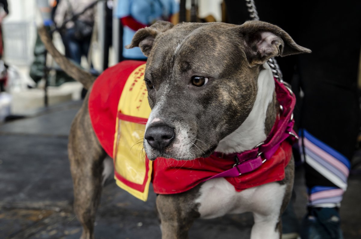 Mutt Strut is the largest annual fundraising event in support of <a href="/IndyHumane/">IndyHumane</a>. Participants will enjoy live entertainment, visit sponsors and vendor booths, pet contests and activities, all while raising funds for the animals! For more information visit bit.ly/cRI9Uh