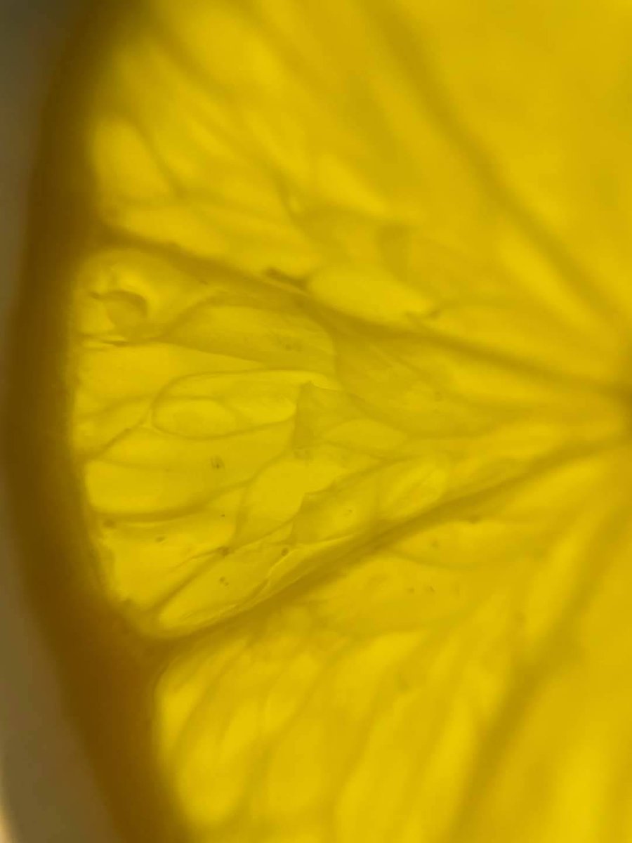 GCSE Photography pupils have been having fun with their new macro lenses, using the light box to capture the patterns within fruit.  These images form part of a portfolio of photographs and experiments exploring structure.  #EduArtsFest.