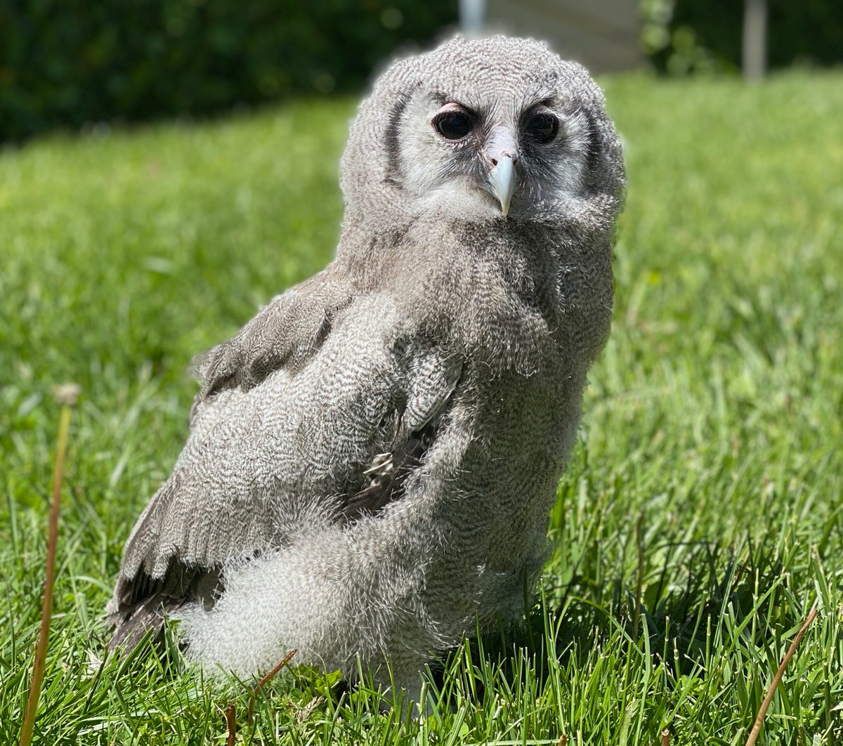 CincinnatiZoo's tweet photo. Free vaccinations this Sun, 5/30, @CincinnatiZoo education center. Register: https://t.co/CQpHHD8P23     Each vaccine recipient gets a zoo ticket to be used at a later date &amp; is eligible to win a painting created by one of our animal ambassadors. Owl see u there! https://t.co/3nbZxQxdQt
