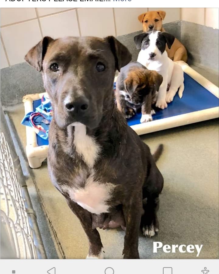 Gail53549773's tweet photo. These babies are sent to be killed 
Please email placement@sanantionpetsalive.org https://t.co/qxNtbp8FnS
