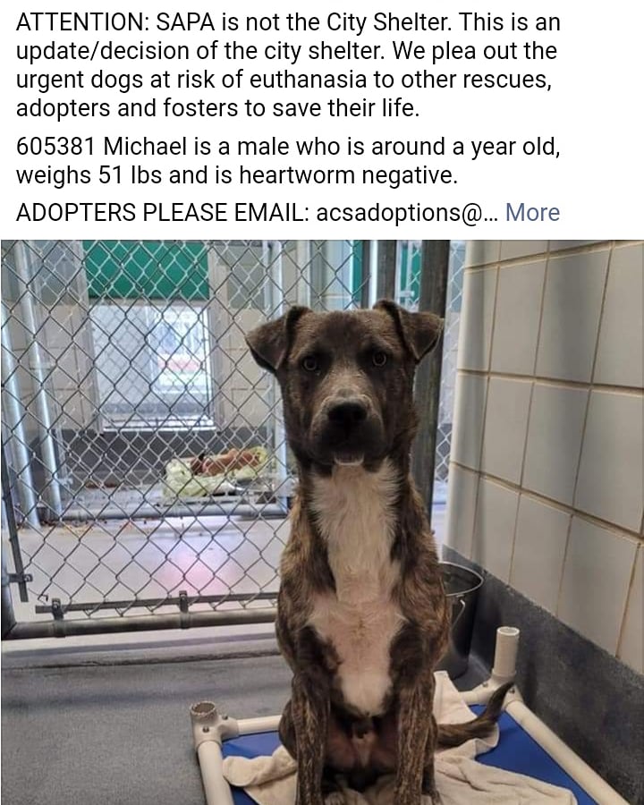 Gail53549773's tweet photo. These babies are sent to be killed 
Please email placement@sanantionpetsalive.org https://t.co/qxNtbp8FnS