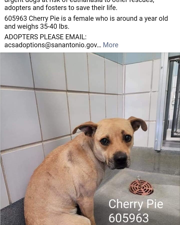 Gail53549773's tweet photo. These babies are sent to be killed 
Please email placement@sanantionpetsalive.org https://t.co/qxNtbp8FnS
