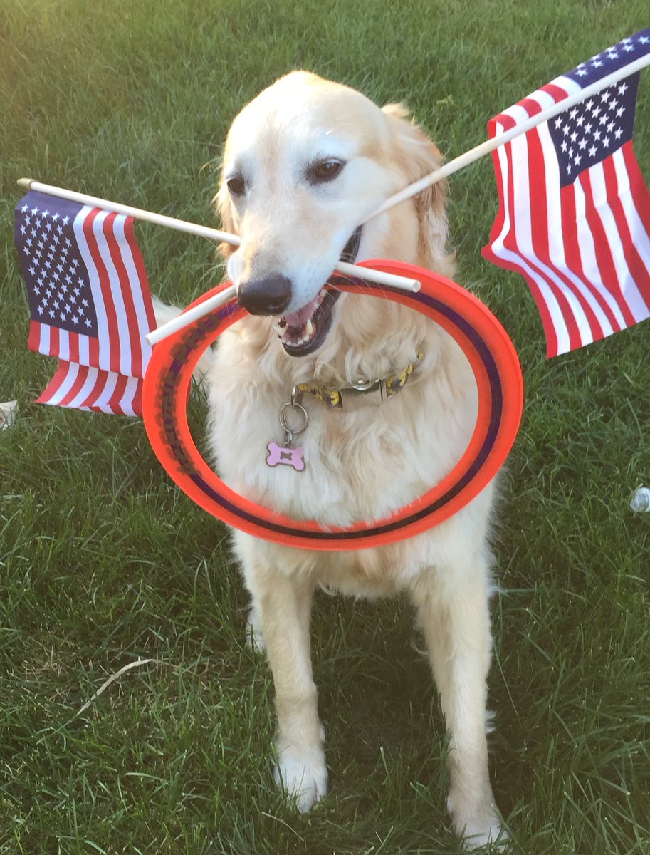 PawsitiveGold's tweet photo. Please vote for my Pawsitive Patriotic Pup, Valentine ❣️❤️❤️😍

https://t.co/bDjp58A4p9 https://t.co/KJuTzquTfr
