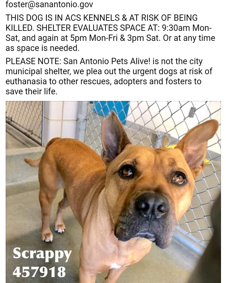 Gail53549773's tweet photo. I pledge 5 on Scappy all sent to be killed now
Please email placement@sanantionopetsalive.org https://t.co/n7qOiCldhr