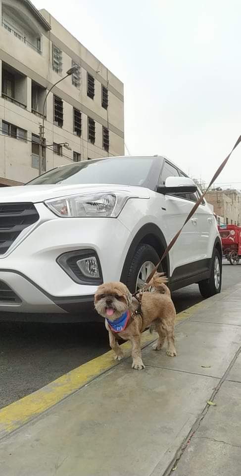 SaandyMM's tweet image. Puppy 🤎🐶