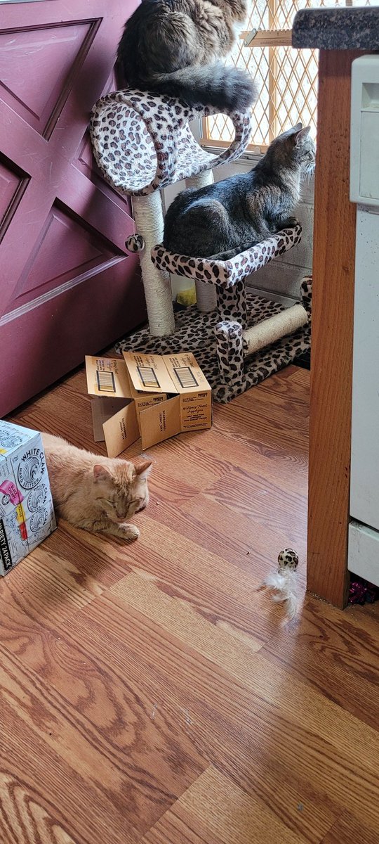 lynnslagle42's tweet photo. It's a nice cool day, so mommy opened the door for us to do our neighborhood watch today! But with the scattered rain, we won't see many hussies or hoodlums today. I'm taking a short break from my tower. #cerebellarhypoplasia #chlove #neighborhoodwatch #rainydayfun #nicetoday https://t.co/85LQtviNL9
