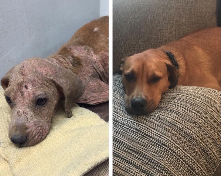 PerritoMaloo's tweet photo. Dale amor a un animal y se te regresará al triple. https://t.co/a6GBabIH3G