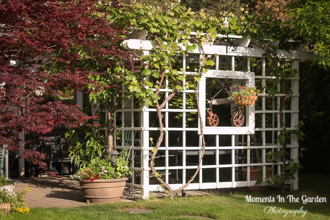 MomentsintheG's tweet photo. Very mixed weather this week. There is so much lush growth in my Fintry garden it is hard to see through to the front door. #mixedweather #lushgrowth #mygarden #mygardentoday #momentsinthegardenphotography https://t.co/VadrXBwObI