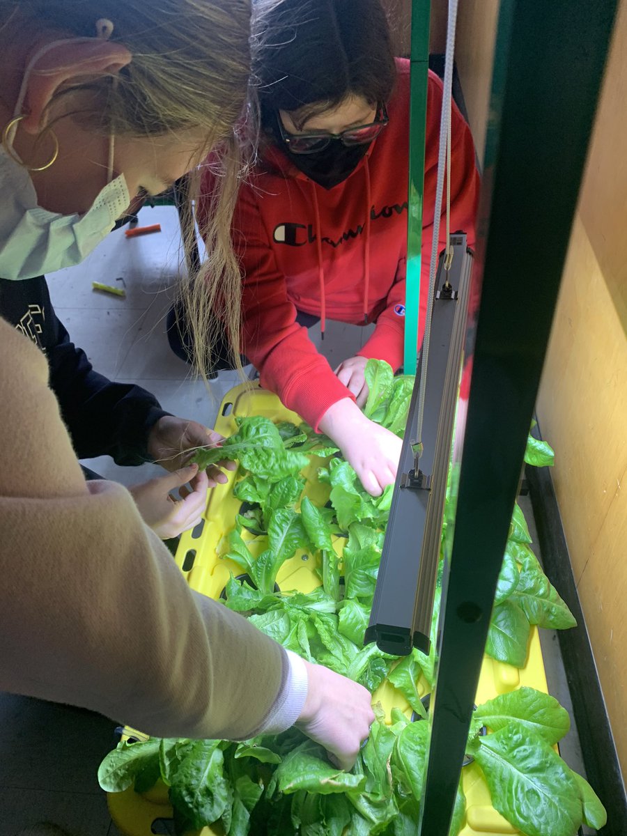 MrGFlynn's tweet photo. Our 6/7s harvested their lettuce today from their classroom garden. About as fresh as it gets! #ProjectGreenSpot @NLESDCA @SucSeedCanada @MaritimeGold https://t.co/WdhXtA8edx