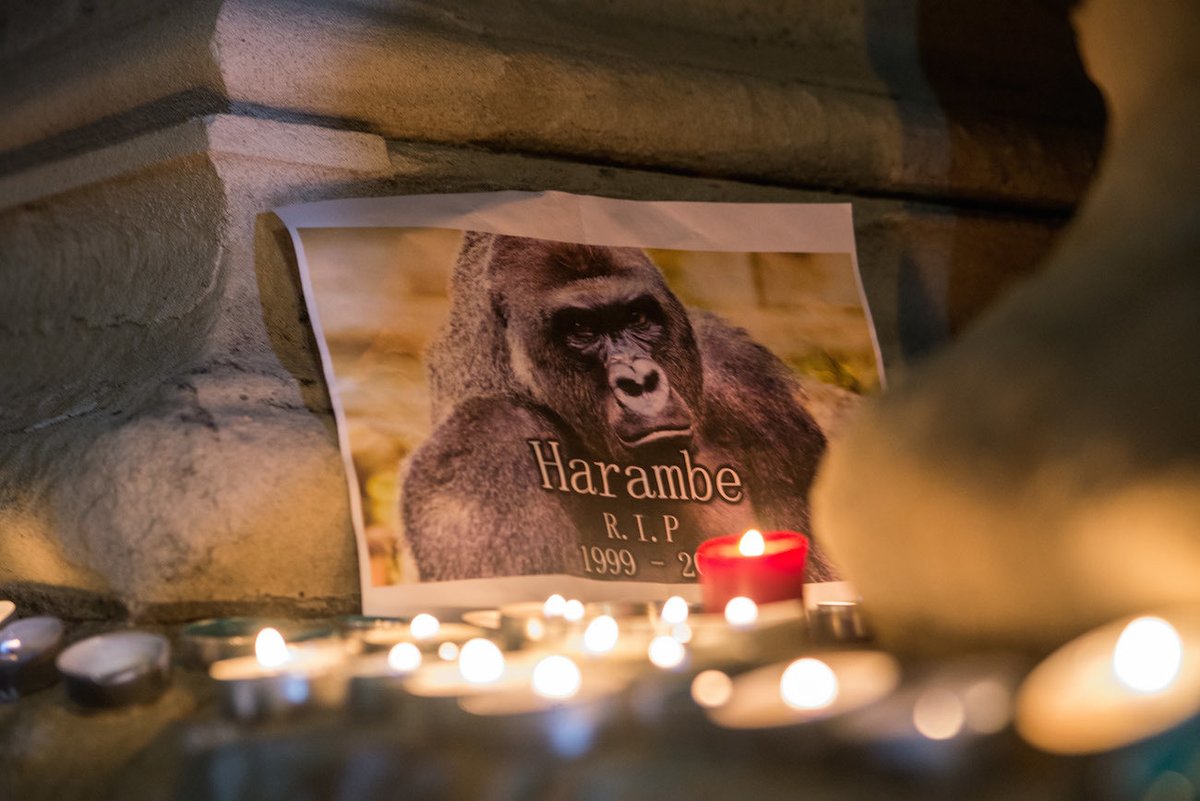 coolkidchrisss's tweet photo. It’s been 5 long years.. You wouldn’t believe what has happened since you left. Not a second goes by where I don’t think about you. RIP old friend. #Harambe #DicksOut https://t.co/TaWtGPHYmd