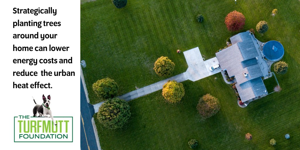 TurfMutt's tweet photo. Strategically planting trees around your home can lower energy costs and reduce the urban heat effect. #Backyarding #BackyardMore https://t.co/zSayvsqfN2