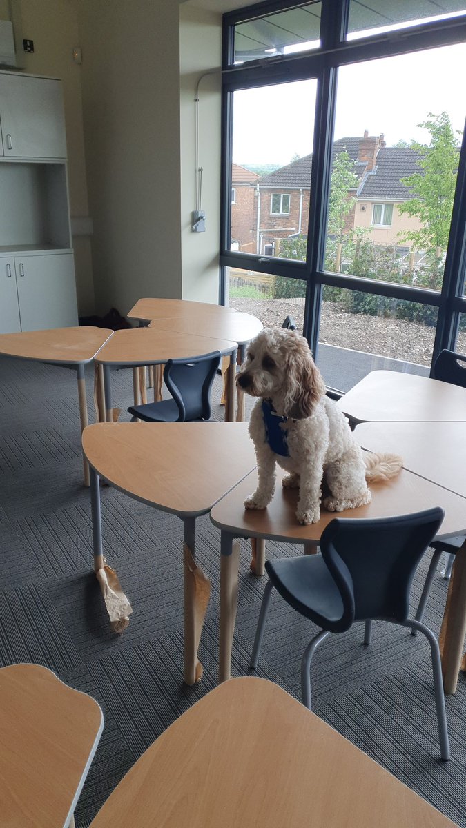 Teddy being very helpful with setting up the tables! 🤣  <a href="/Teddy_HMCS/">Teddy</a> <a href="/HMC_School/">High Meadow Community School</a> <a href="/Garbett_HMCS/">Mrs Garbett</a> #TheBurrow #SchoolDog #FlexibleClassroom #NewBuild