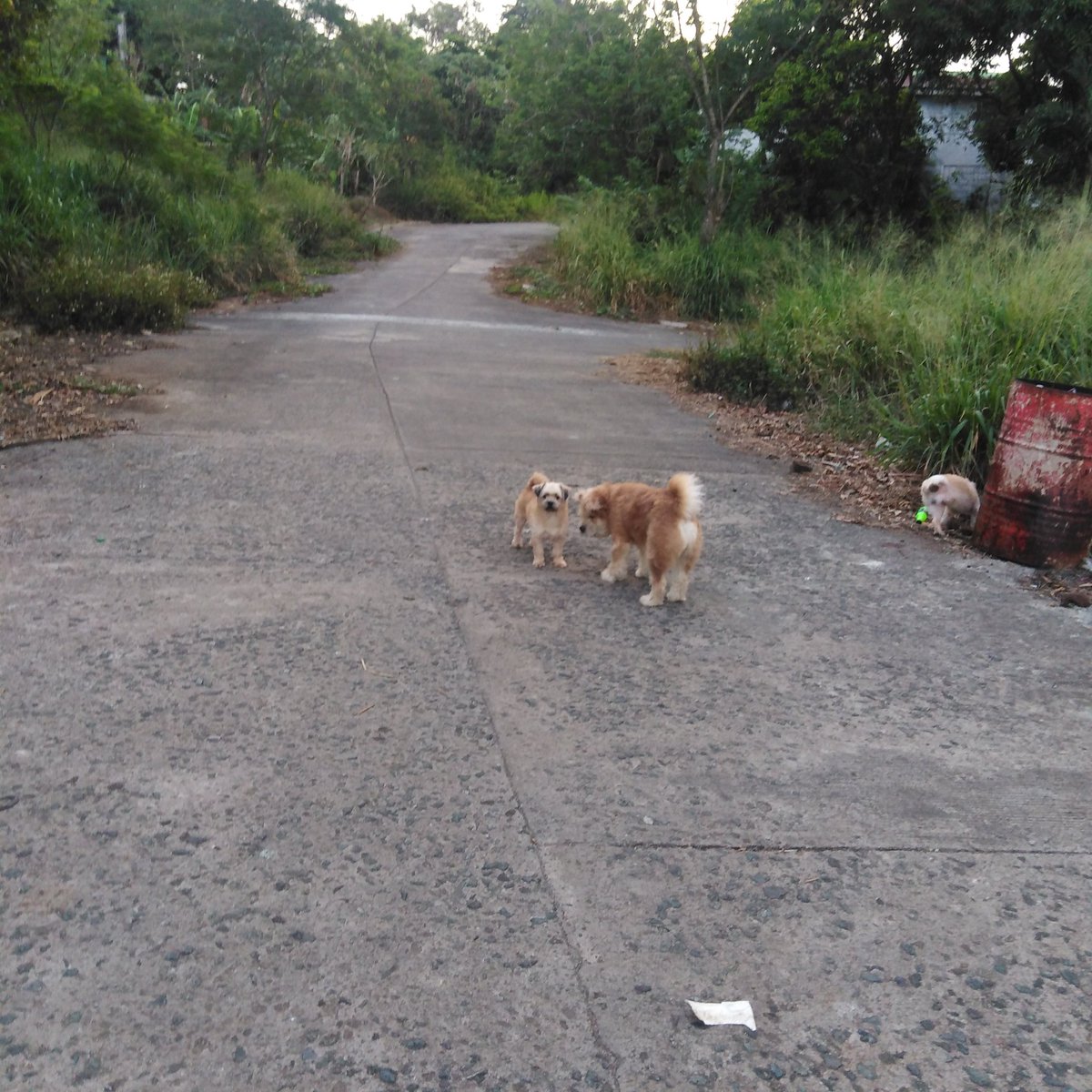 BascosRogelia's tweet photo. Common, let's go home... Our time is limited outside! 💞 https://t.co/jzau99xJDj